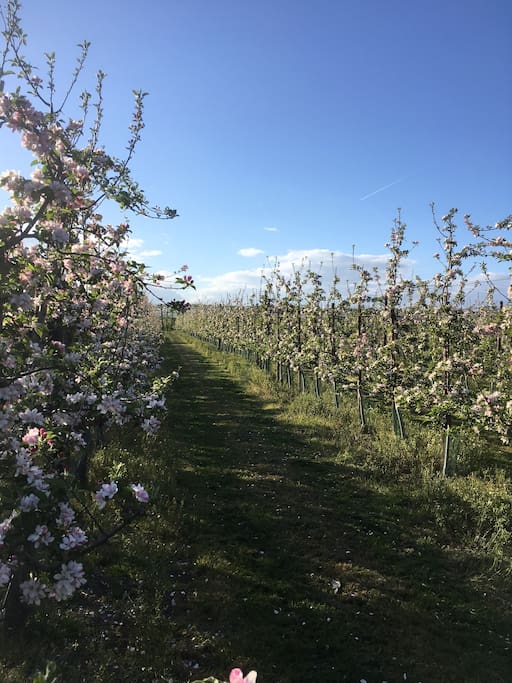 Adjacent orchards