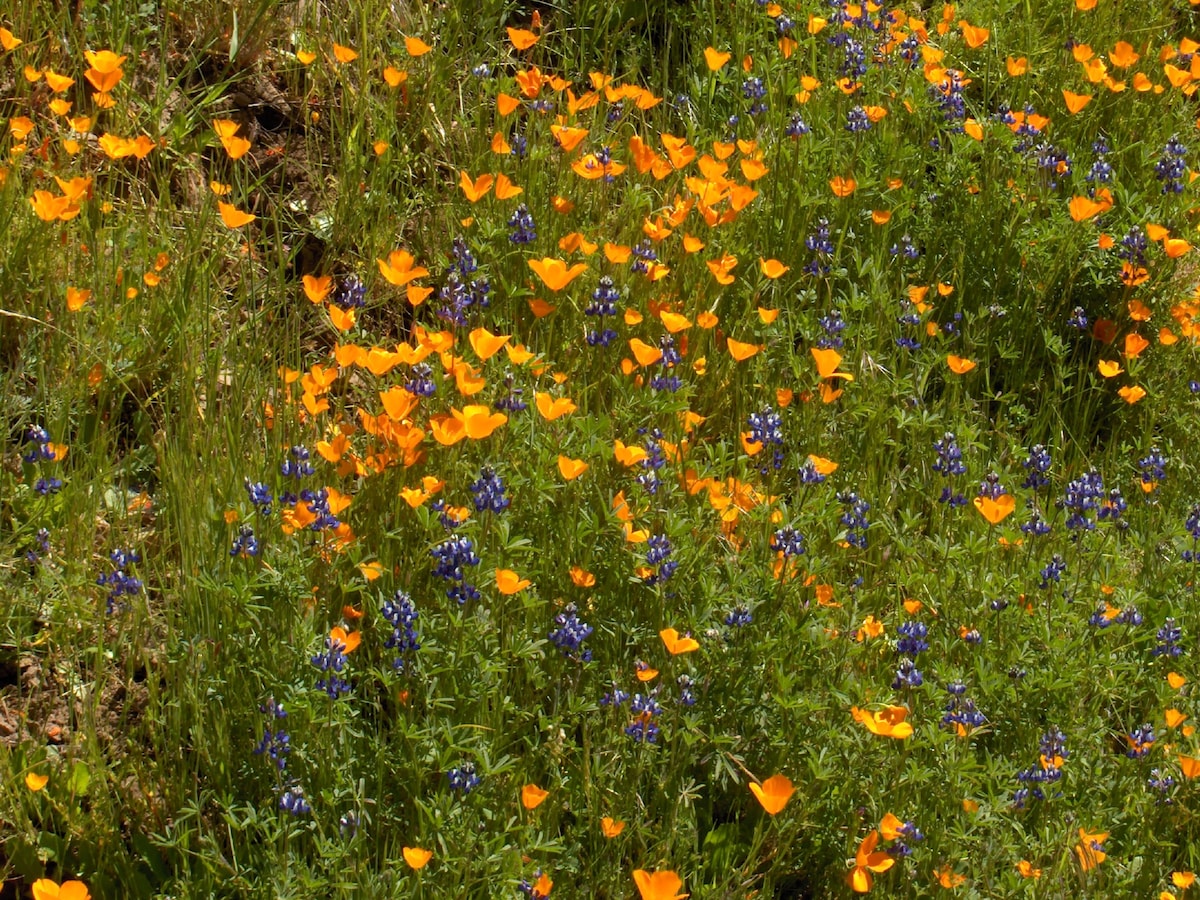 A vibrant display of wildflowers fills the landscape, featuring clusters of bright orange California poppies interspersed with deep blue lupines. The flowers scatter across a lush green background, creating a colorful and inviting scene that reflects the local natural beauty.
