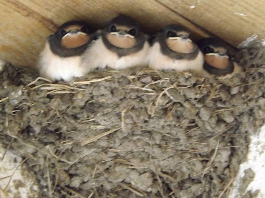 The neighbours