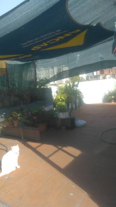 Sombra. Puedo poner hamaca paraguaya