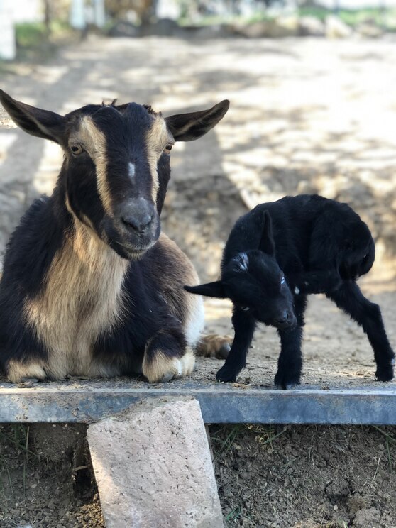 Mostrar imagem fornecida pelo anfitrião em ecrã inteiro