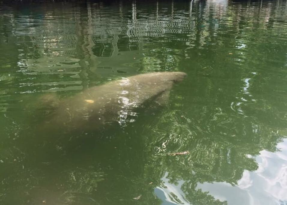 The lagoon is a popular swimming spot for manatee and dolphin!