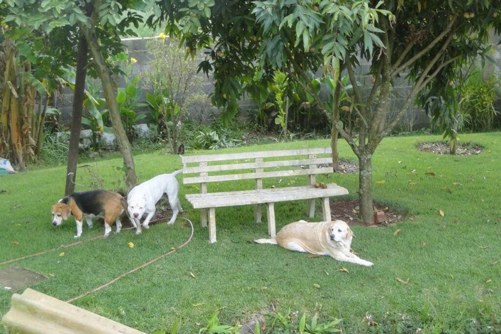 Casa liberada para animais de todos os portes