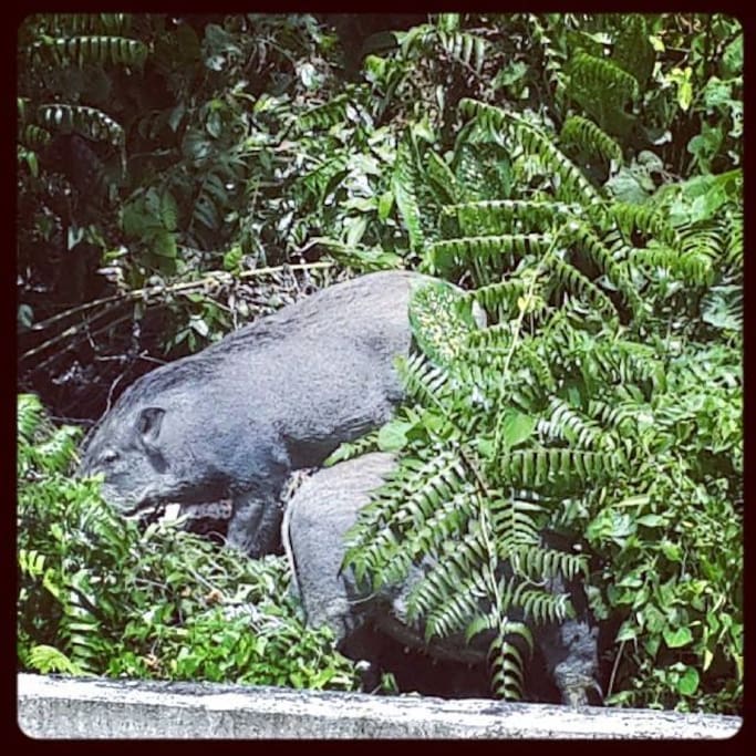 The wild boars can also be visible from the home's balcony.