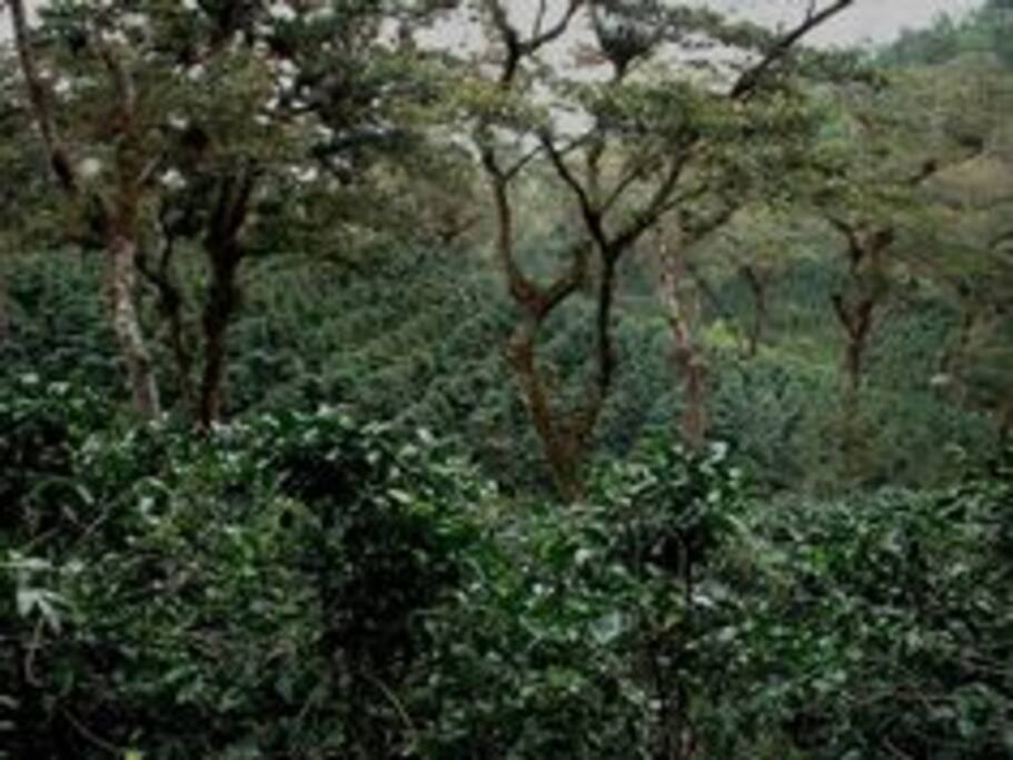 Cafetal