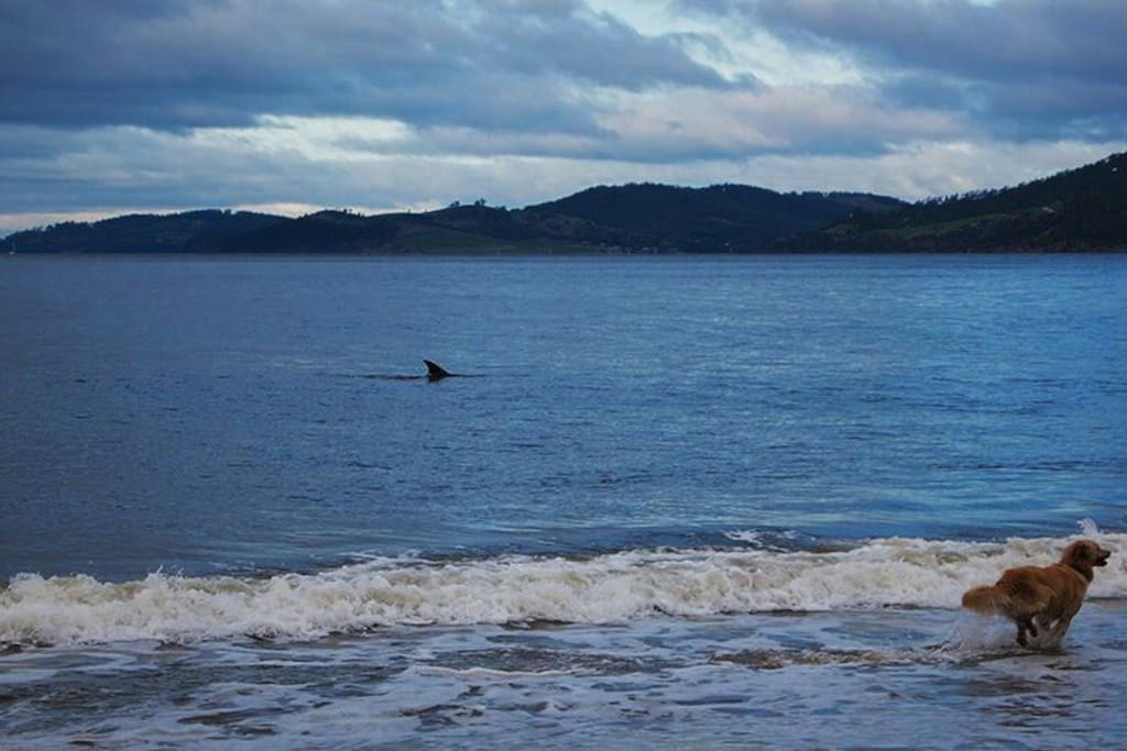 Dolphin in the waters of Kingston Beach