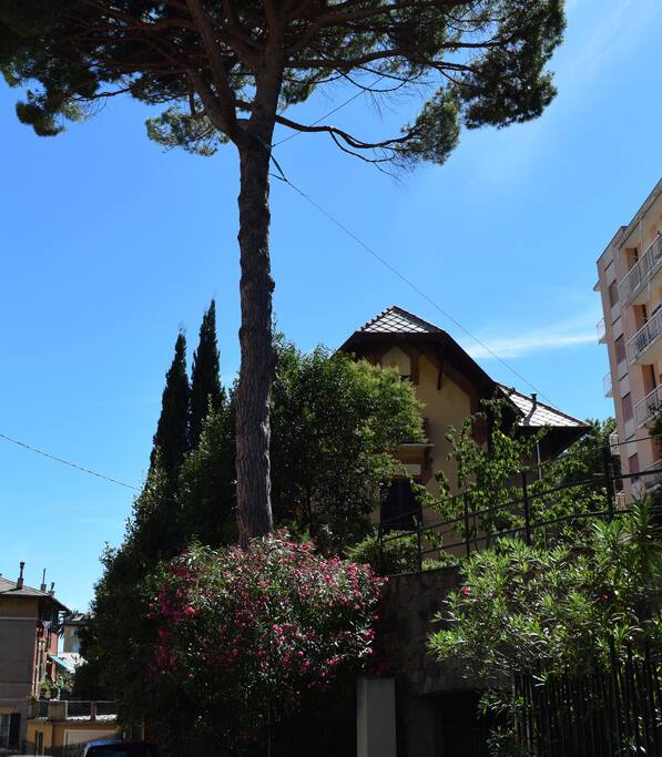 The house and it's garden