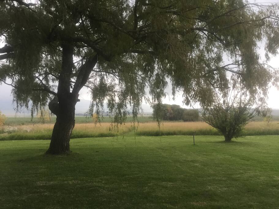 Willow trees provide shade