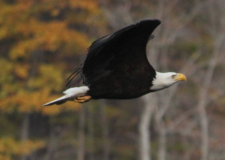 Watch The Eagles Fly
