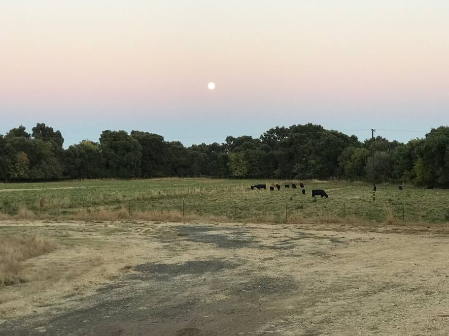 Full moon and cattle in the lower fields. Aug 2017