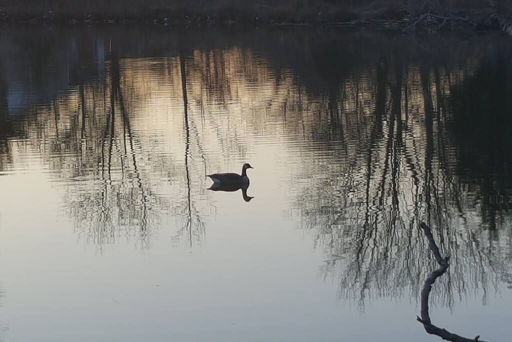You will probably see many ducks and geese and other animals in our pond.
