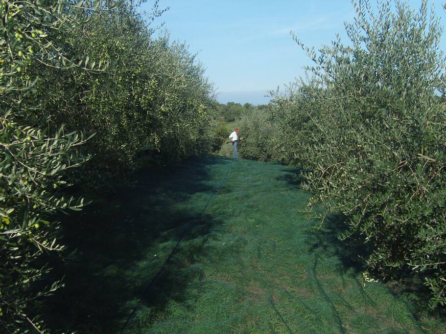 l'oliveto durante la raccolta