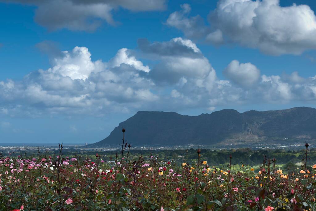 Chart Farm rose picking (10mins drive)