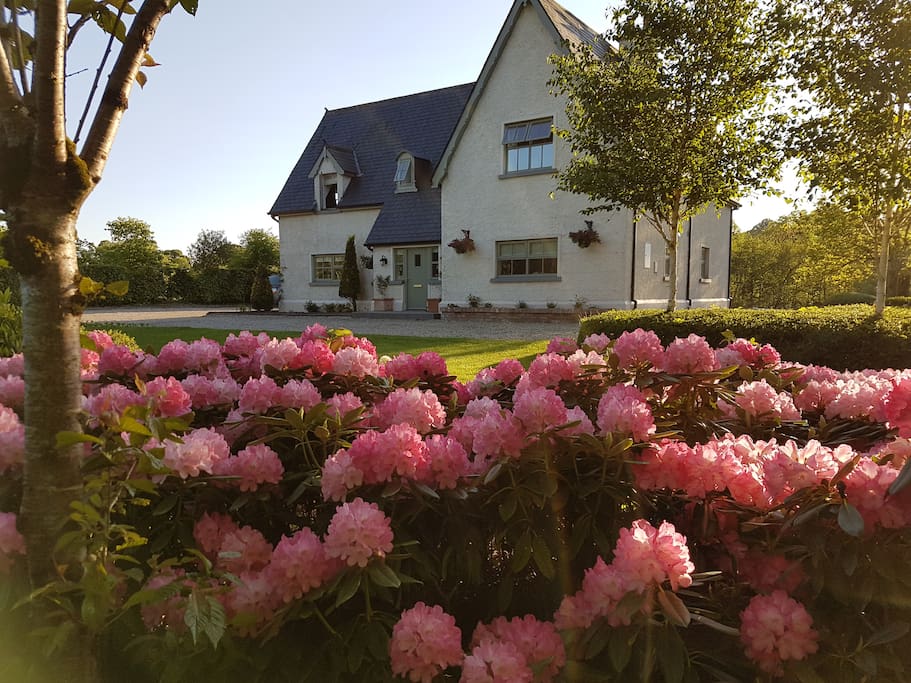 River Cottage rhododendron in full bloom during Spring