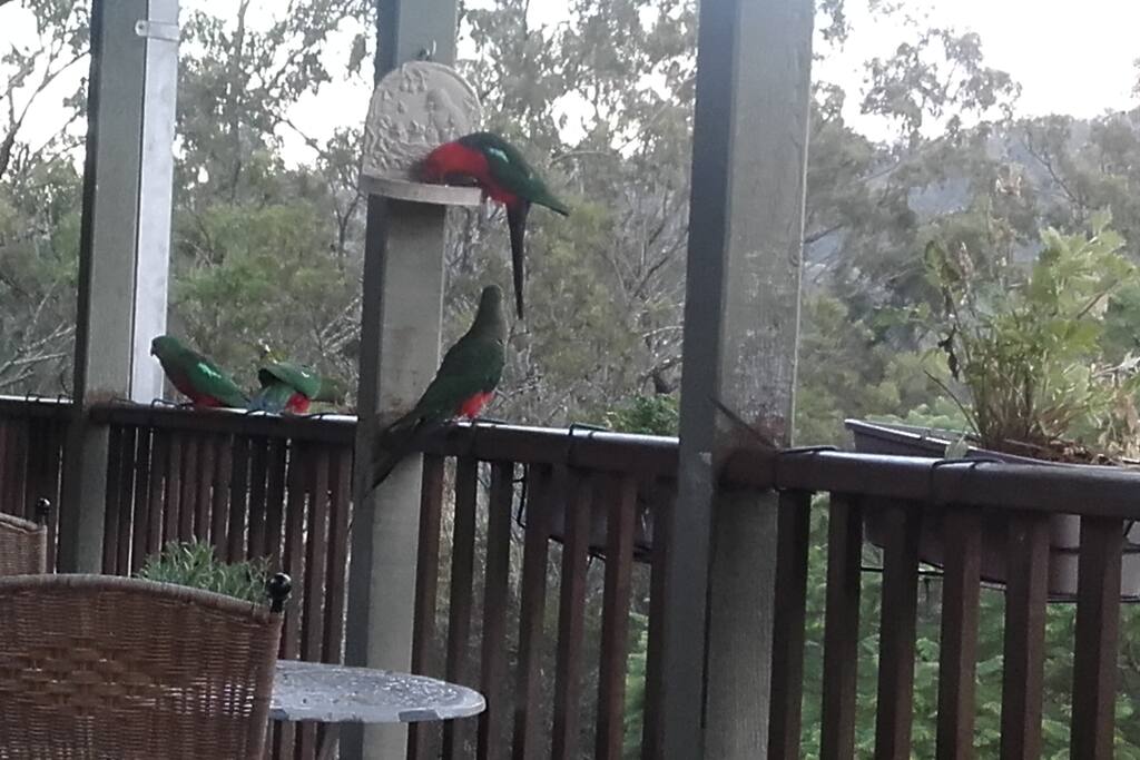 balcany full of wild life