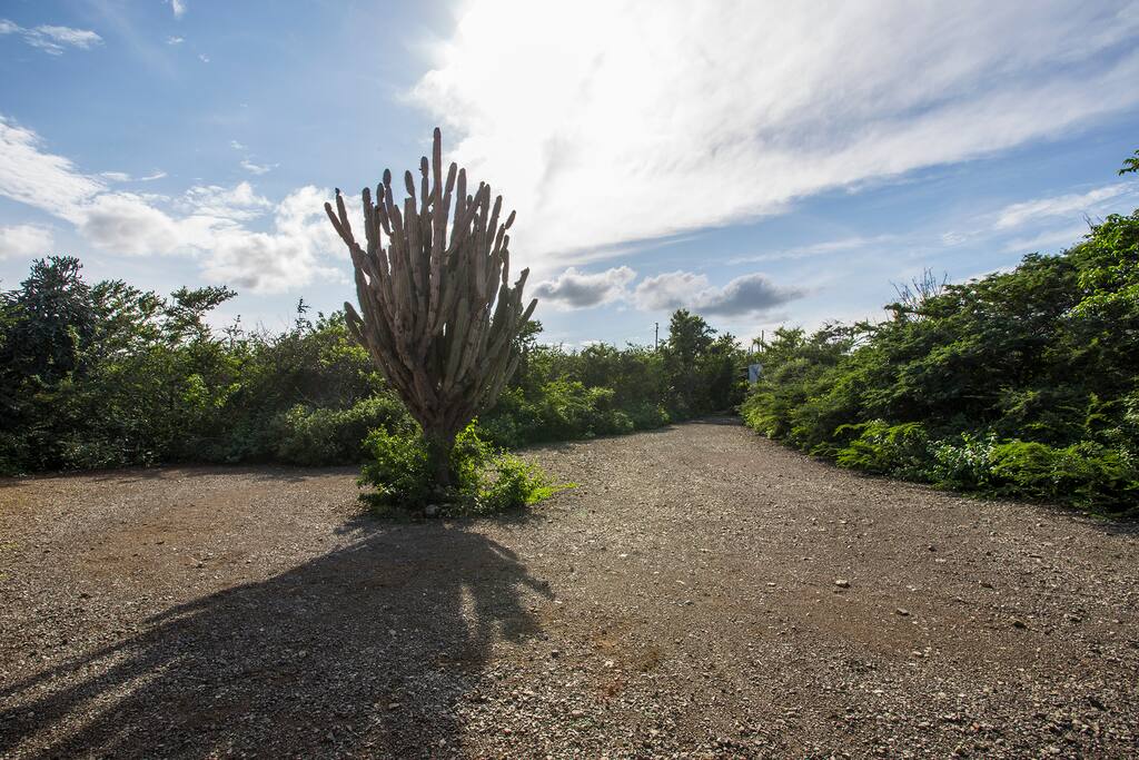 Entrance road Divi Divi Apartments
