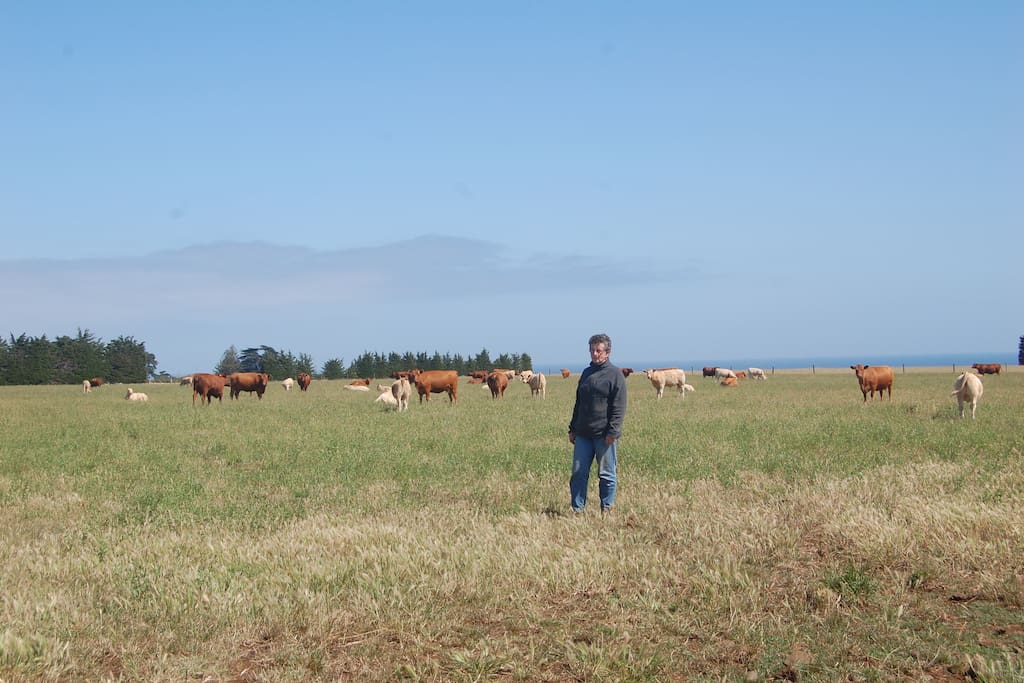 Audrey and her cattle