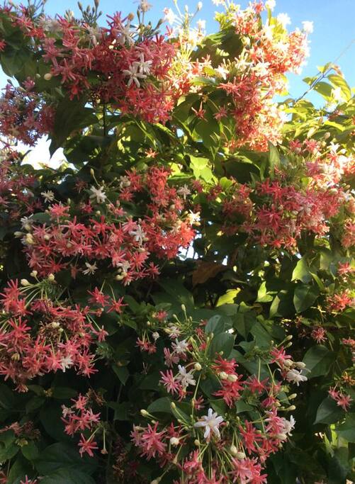Flower in the village