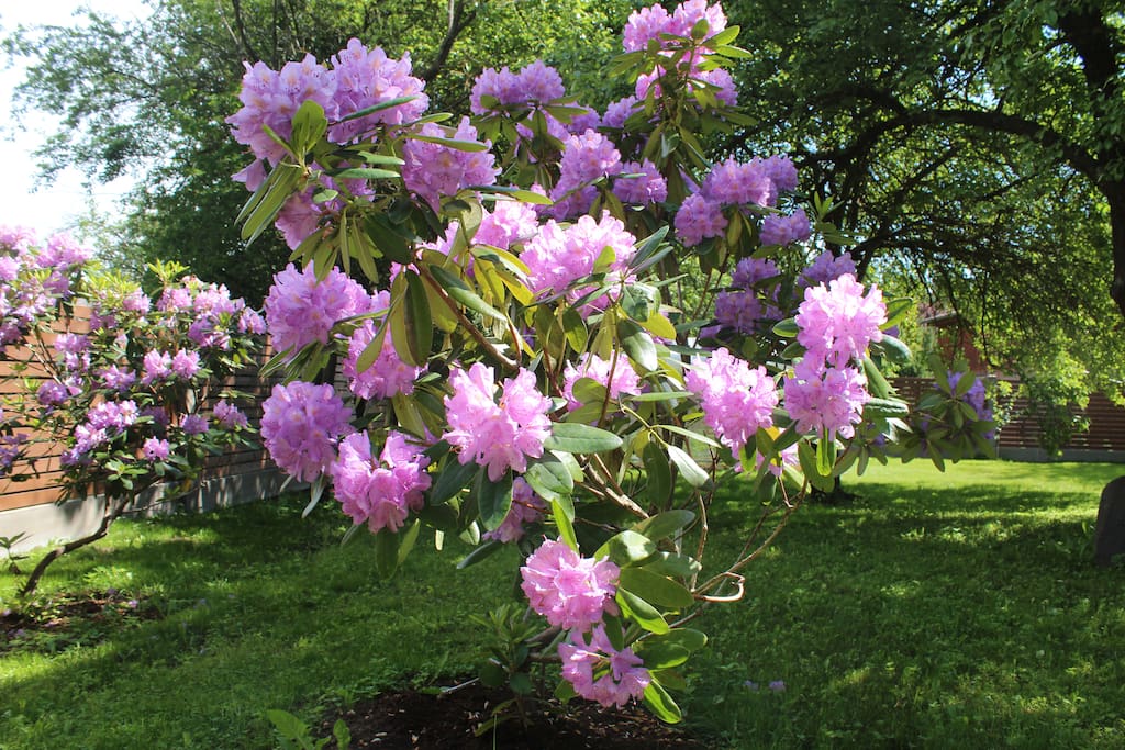 Garden flowers