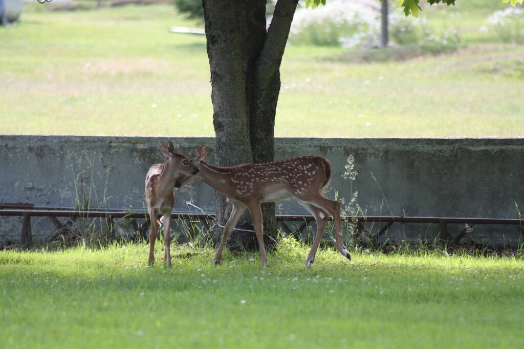 The locals