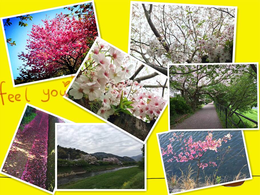 Kawazu sakura/河津桜(15min bus ride)