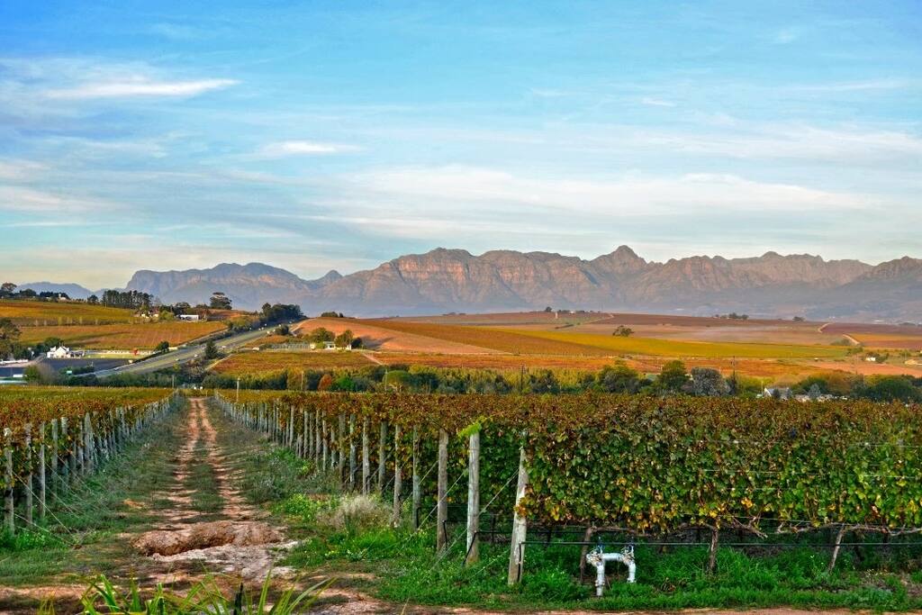 Lavinia Vineyards - The Cabernet