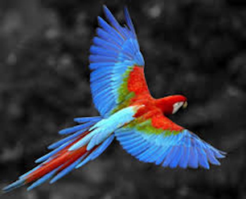 On my most recent trip to Costa Rica, a flock of Macaws flew right by the outside table where I was eating and landed in the tree right next to the restaurant. This restaurant is 3 minutes from the house where you will be staying!