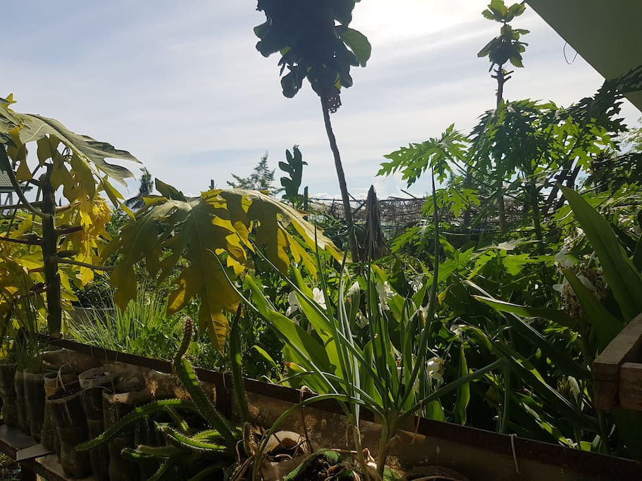 beside a lettuce and dragonfruit garden