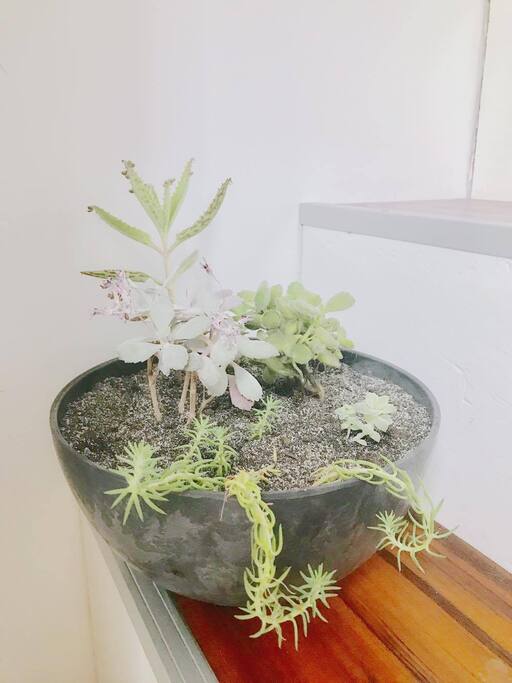 Nos compositions de plantes grasses
