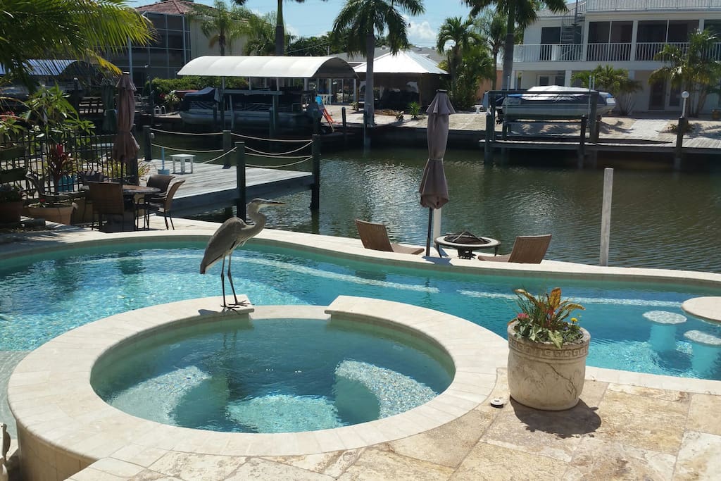 Beautiful pool overlooking wide canal. Henry Heron comes for a drink almost every day!