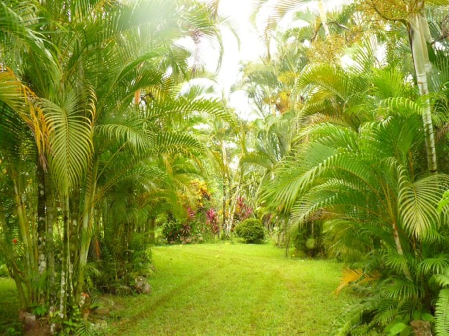 Beautiful palm lined driveway