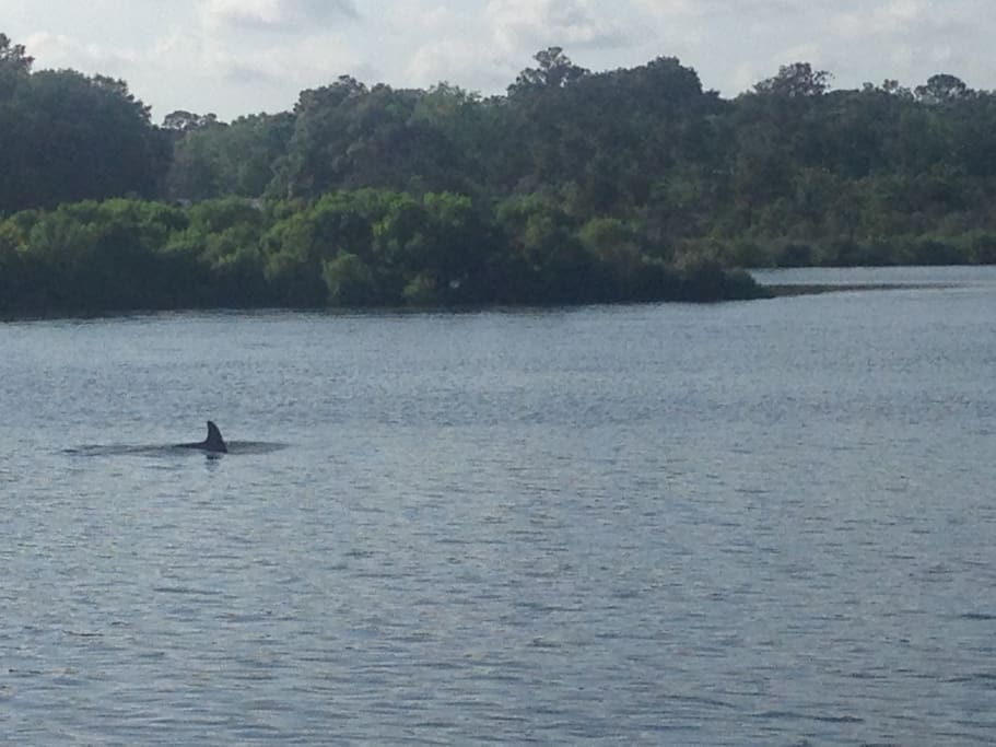 Dolphins in the River