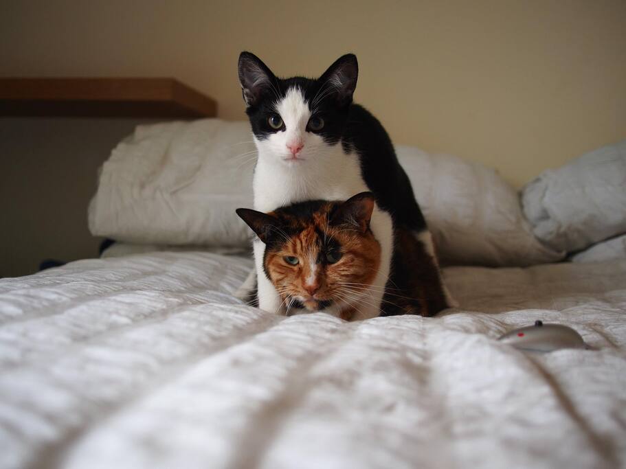 Edinburgh's Friendliest Cats (Legit)