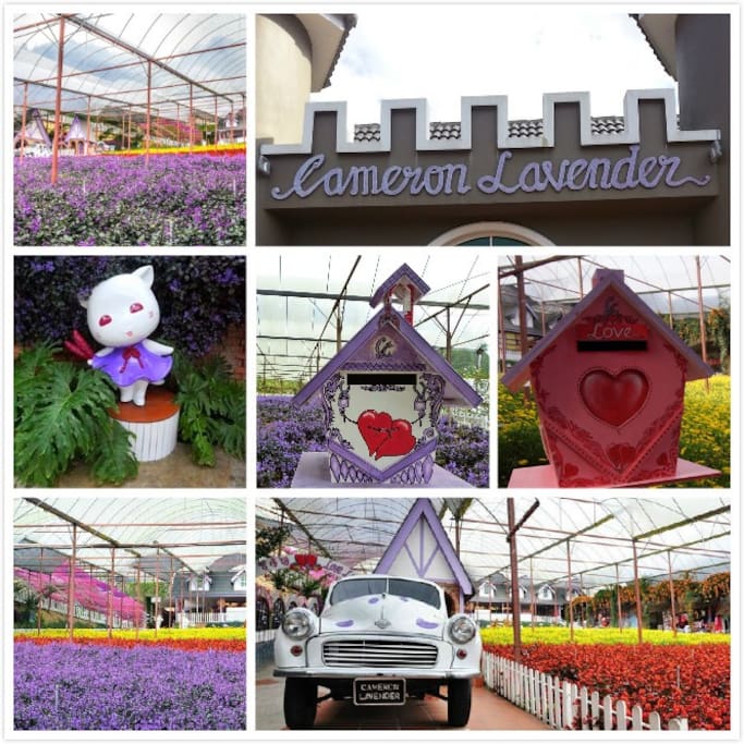 This is lavender garden place
