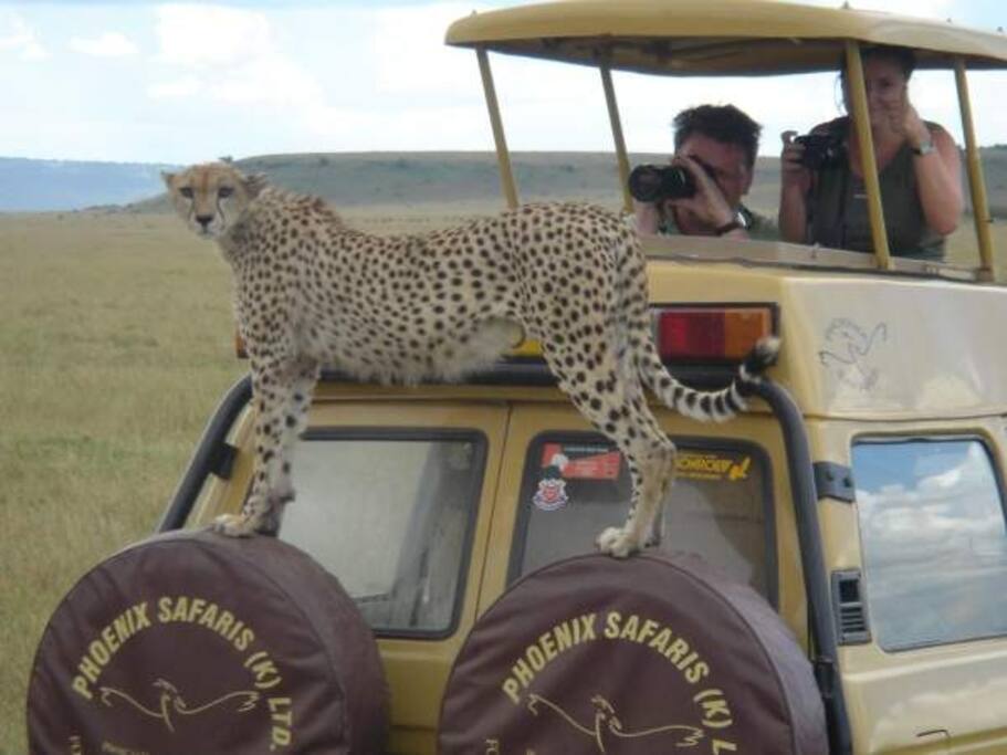 Explore the wild while staying at our camp