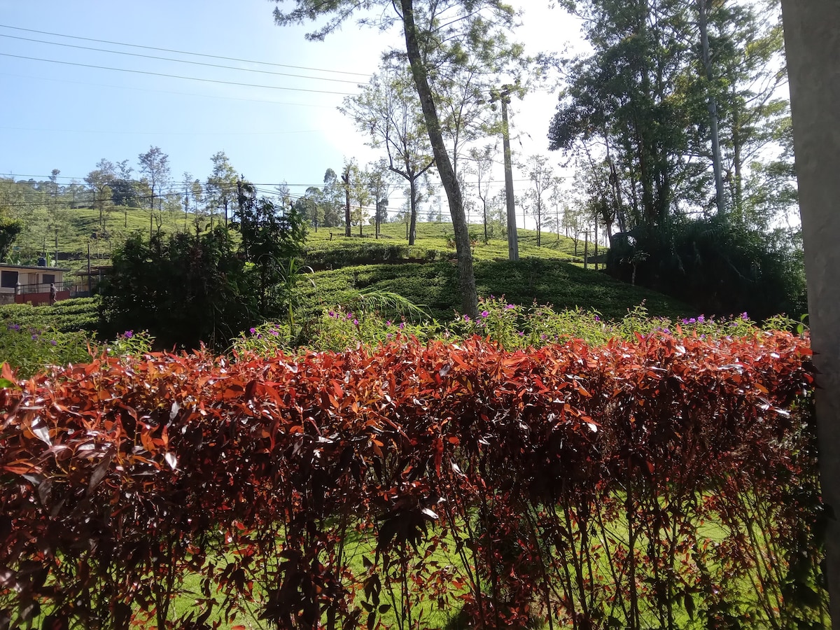 A view of rolling green hills covered in tea plantations is framed by a row of vibrant red foliage in the foreground. Tall trees rise in the background under a clear blue sky, creating a serene outdoor setting.