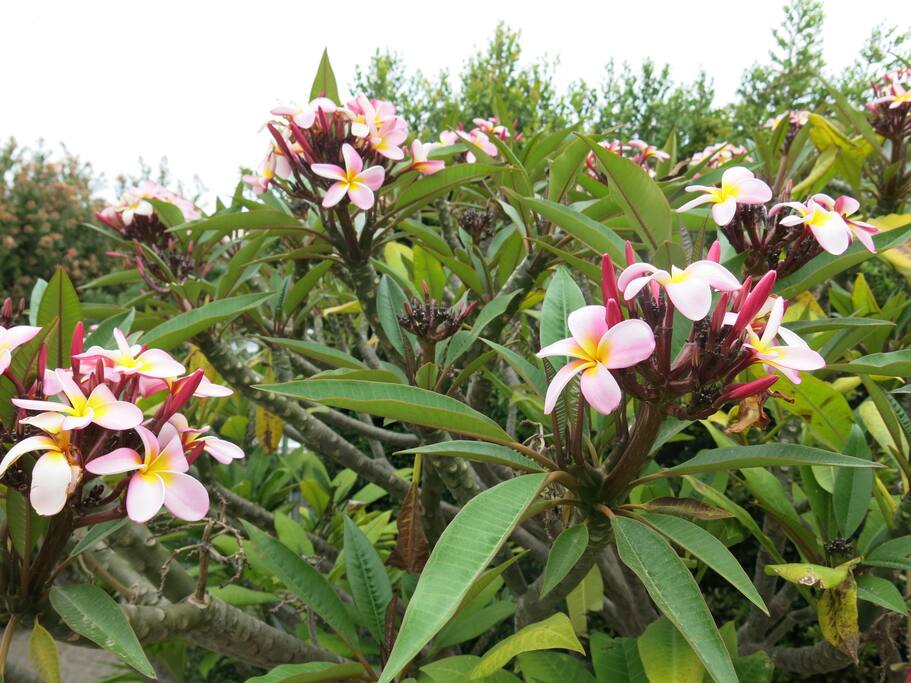 Pink flowers on now in bloom.