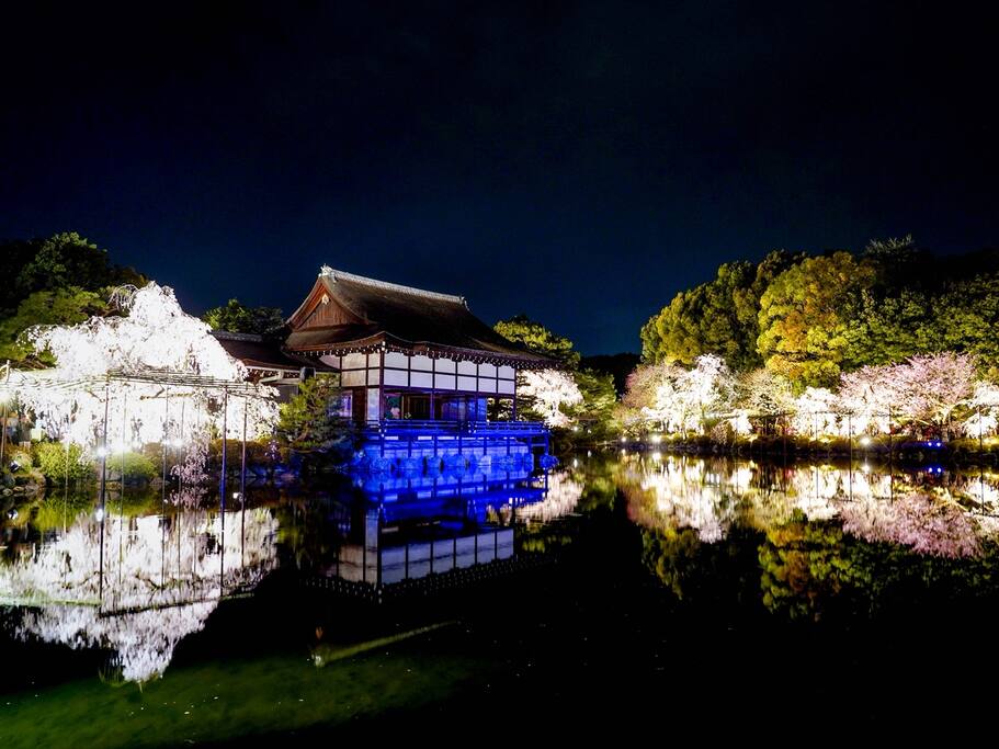 京都2020 樱花与音乐更配 樱花季限定 平安神宫红枝垂樱音乐会 爱彼迎故事airbnb Com