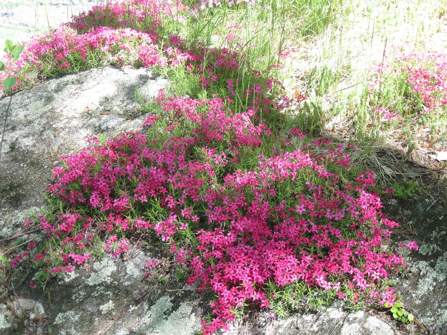 Lanscaped flowers on the boulder.