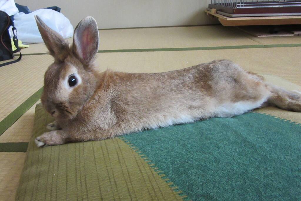 看板ウサギのラッピーです
Lappy the rabbit.