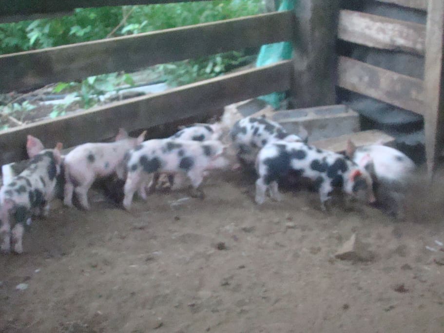 piglets in our ranch!