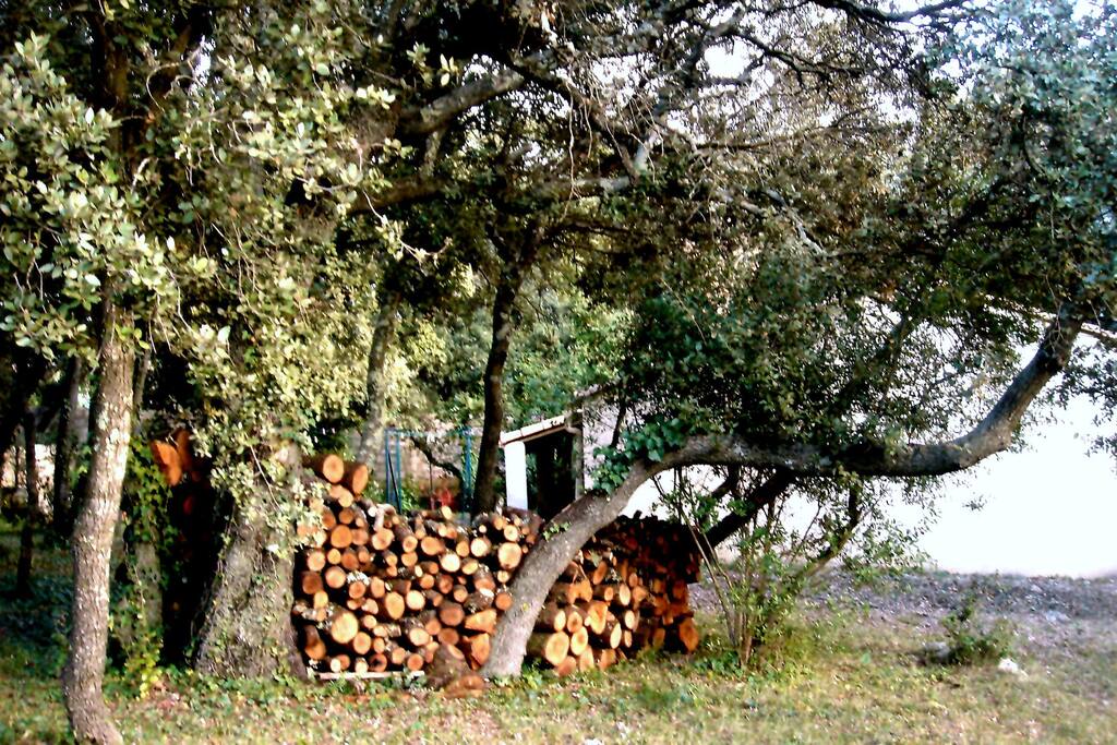 les Chênes Verts portent bien leur nom, arbres séculaires dans le jardin...