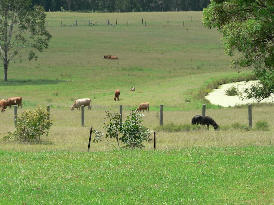 Paddocks with cattle and ponies
