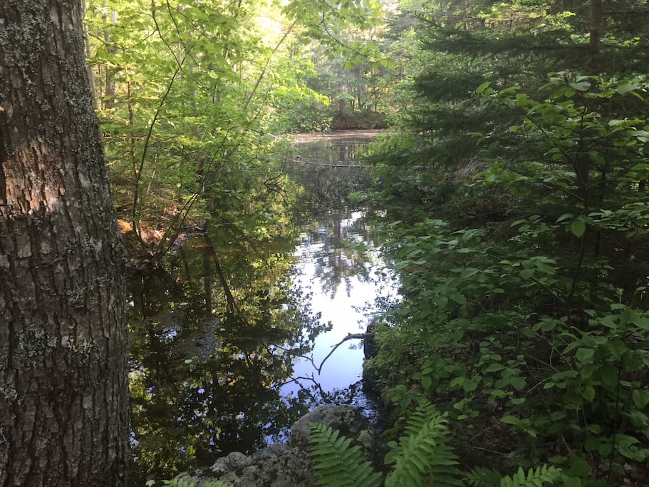 View of the back Pond on the property.