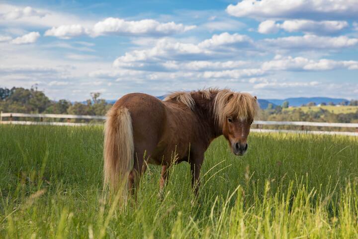 Yarra Valley Fruit Farm with solar heated pool. gallery image 4
