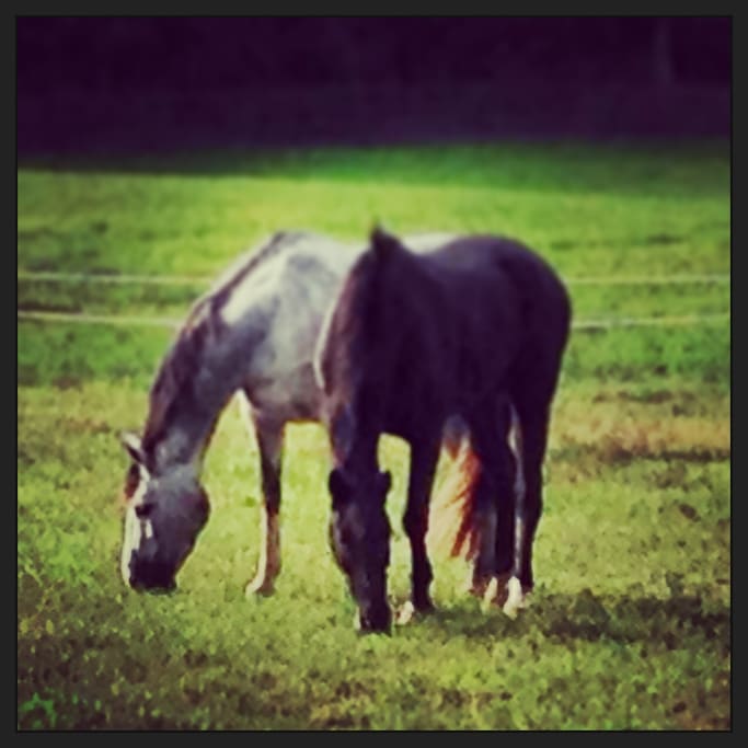 When the horses aren't off to a show you may be able to see a few of them on the farm.