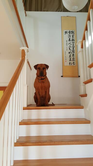 Ronan on his perch!