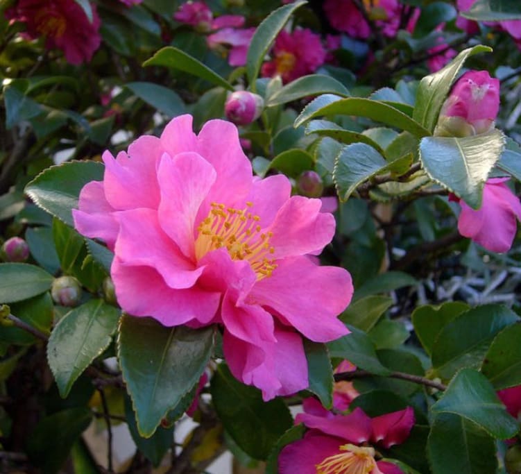 Camellia trees