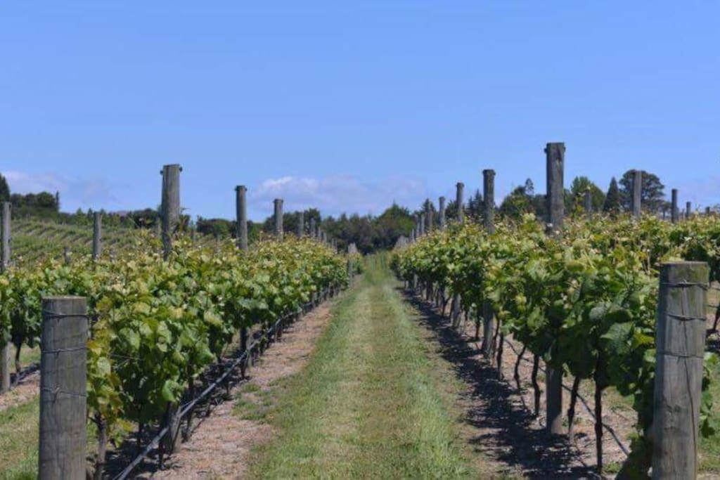 Surrounding vineyard
