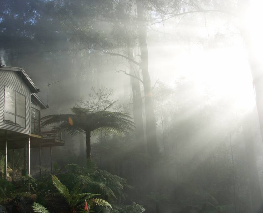 The mystery of a misty morning